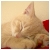 :icontin20t: