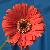 :icontinaphotos: