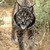 tincan6 :icontincan6: