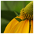 :icontineoidea: