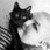 :icontinhao: