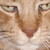 :icontinker-the-belle: