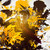 :icontinoxpl: