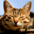 Tinu-viel :icontinu-viel: