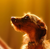 :icontiny-dog-tales: