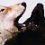 :icontiny-obsession:
