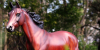 :icontinyequinephotos: