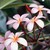 :icontinygal1118: