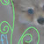 :icontinylittlezara: