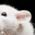 :icontinypliny: