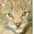 :icontinytiger: