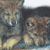 :icontinywolf:
