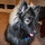 :icontioga-kitsune: