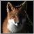 :icontippykitsune: