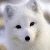 :icontiru2: