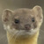 :icontitanweasel:
