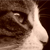 :icontitticat: