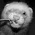 :icontixxlight: