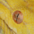 :icontjhallock: