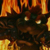 :icontjimmy45: