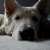 :icontk427: