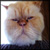 :icontlenartowych: