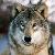:icontmber-wolf: