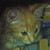 :icontmkirmi: