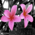 :icontmr13: