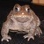 :icontoadilytoads: