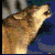 :icontoasterdemon: