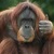 :icontoastyorangutan: