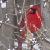 :icontobiasmajere713: