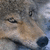 :icontoby-wolf: