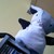 :icontoffeebee: