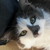 :icontogdesigns: