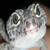 :icontokage-kami:
