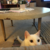 tokichan64 :icontokichan64: