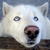 :icontokkiidea: