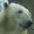 :icontoleary:
