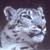 :icontoma-snowleo27: