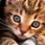 :icontomanderson: