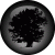 :iconTomaoak:
