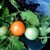 :icontomato-potato: