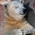 :icontomcatcat: