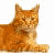 :icontome-of-art: