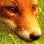 :icontomgreenwood: