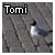 :icontomi86: