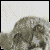 tomir :icontomir: