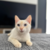 :icontommy-himi: